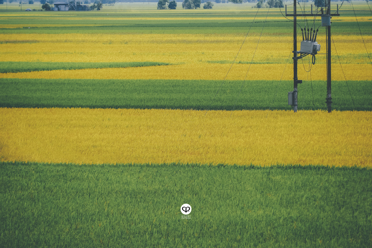 heartpatrick sekinchan urban heritage selangor paddy field golden harvest