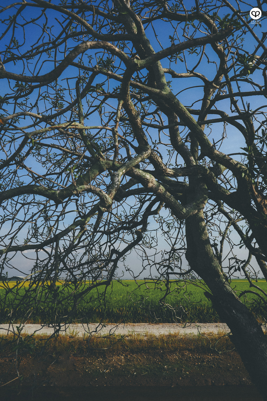 heartpatrick sekinchan urban heritage selangor paddy field golden harvest