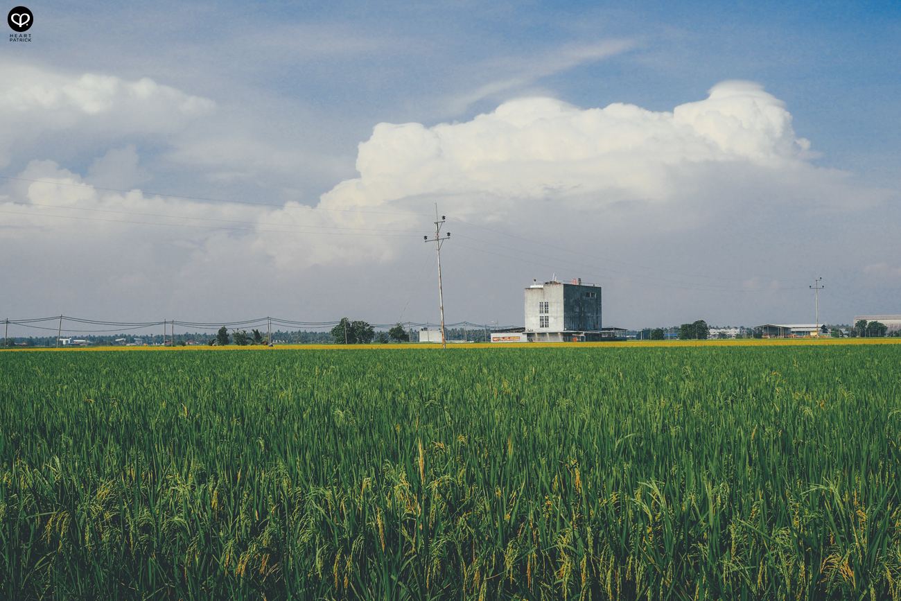 heartpatrick sekinchan urban heritage selangor paddy field golden harvest