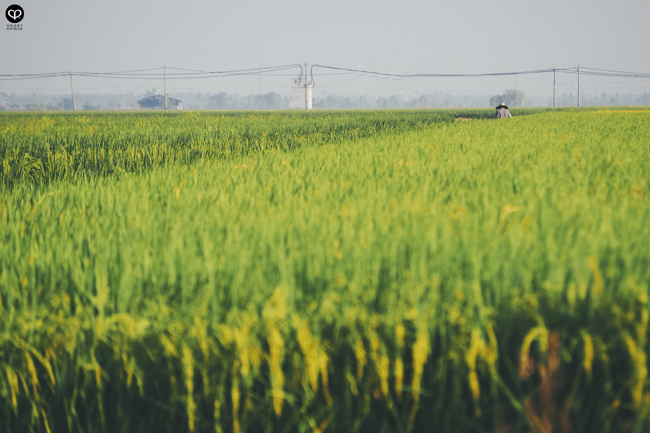 heartpatrick sekinchan urban heritage selangor paddy field golden harvest