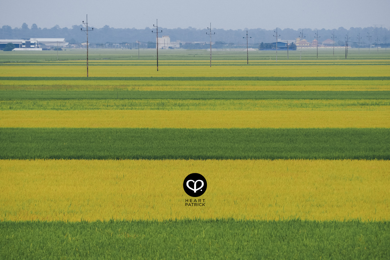 heartpatrick sekinchan urban heritage selangor paddy field golden harvest