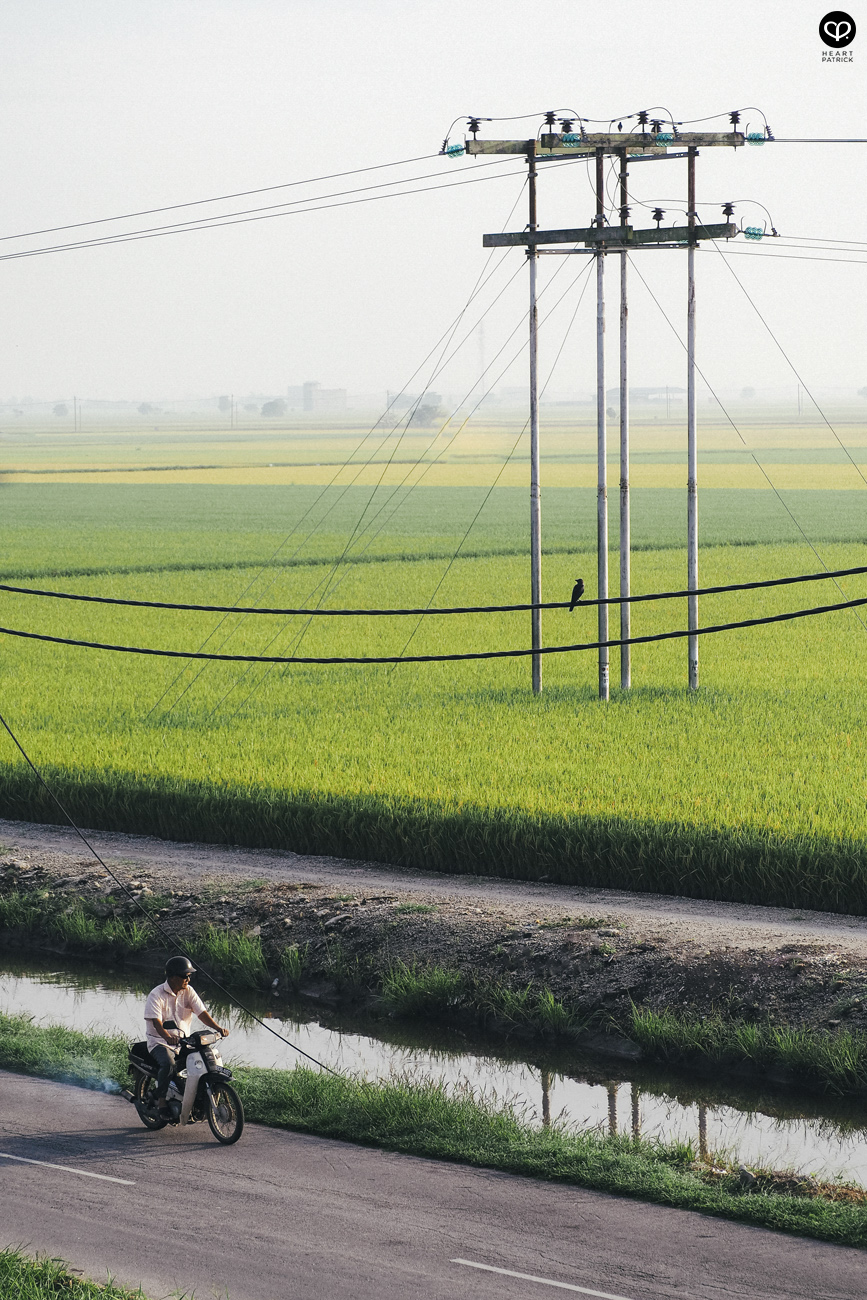 heartpatrick sekinchan urban heritage selangor paddy field golden harvest
