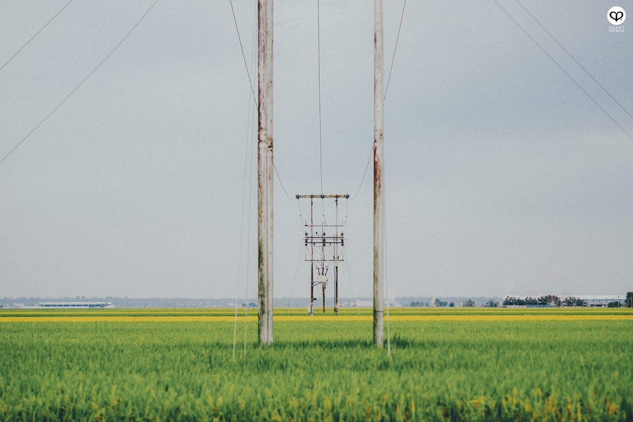 heartpatrick sekinchan urban heritage selangor paddy field golden harvest