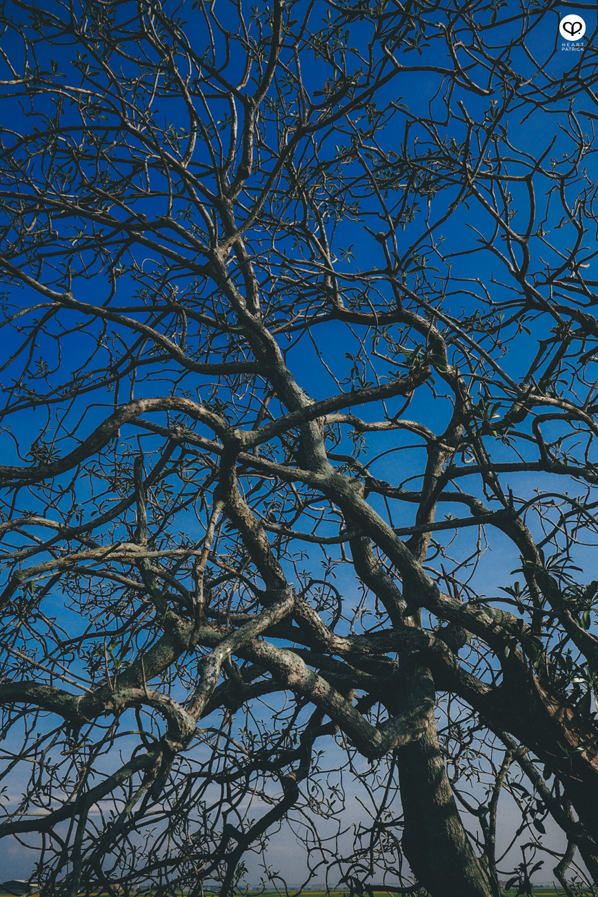 heartpatrick sekinchan urban heritage selangor paddy field golden harvest