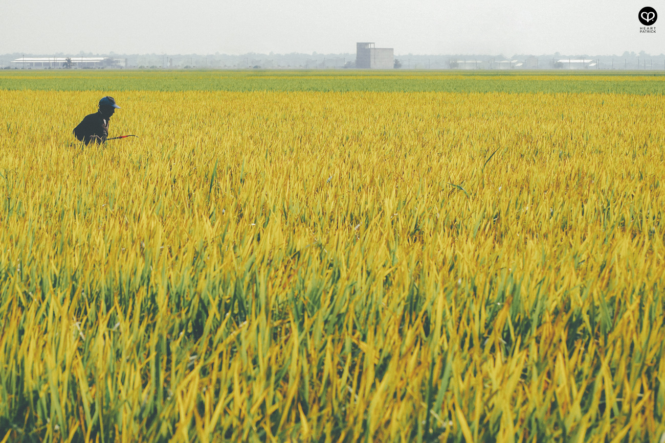 heartpatrick sekinchan urban heritage selangor paddy field golden harvest
