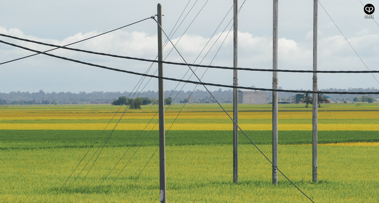 heartpatrick sekinchan urban heritage selangor paddy field golden harvest