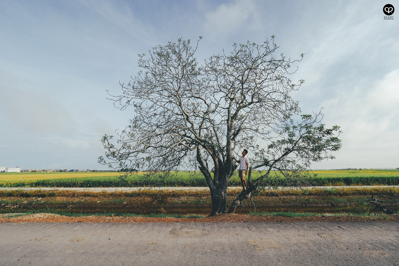 heartpatrick sekinchan urban heritage selangor paddy field golden harvest