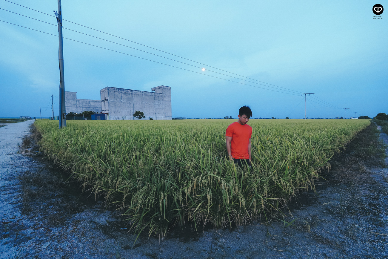 heartpatrick sekinchan urban heritage selangor paddy field golden harvest