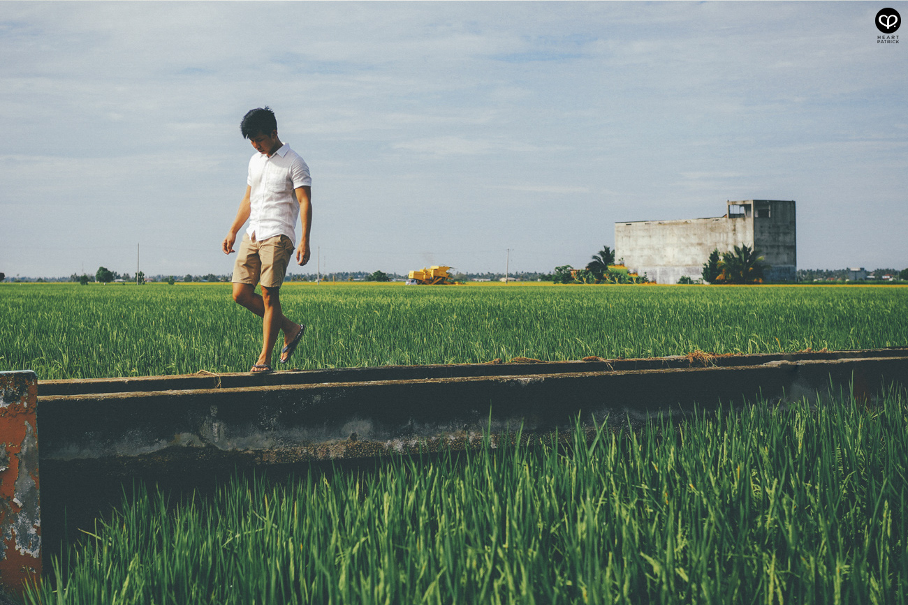 heartpatrick sekinchan urban heritage selangor paddy field golden harvest