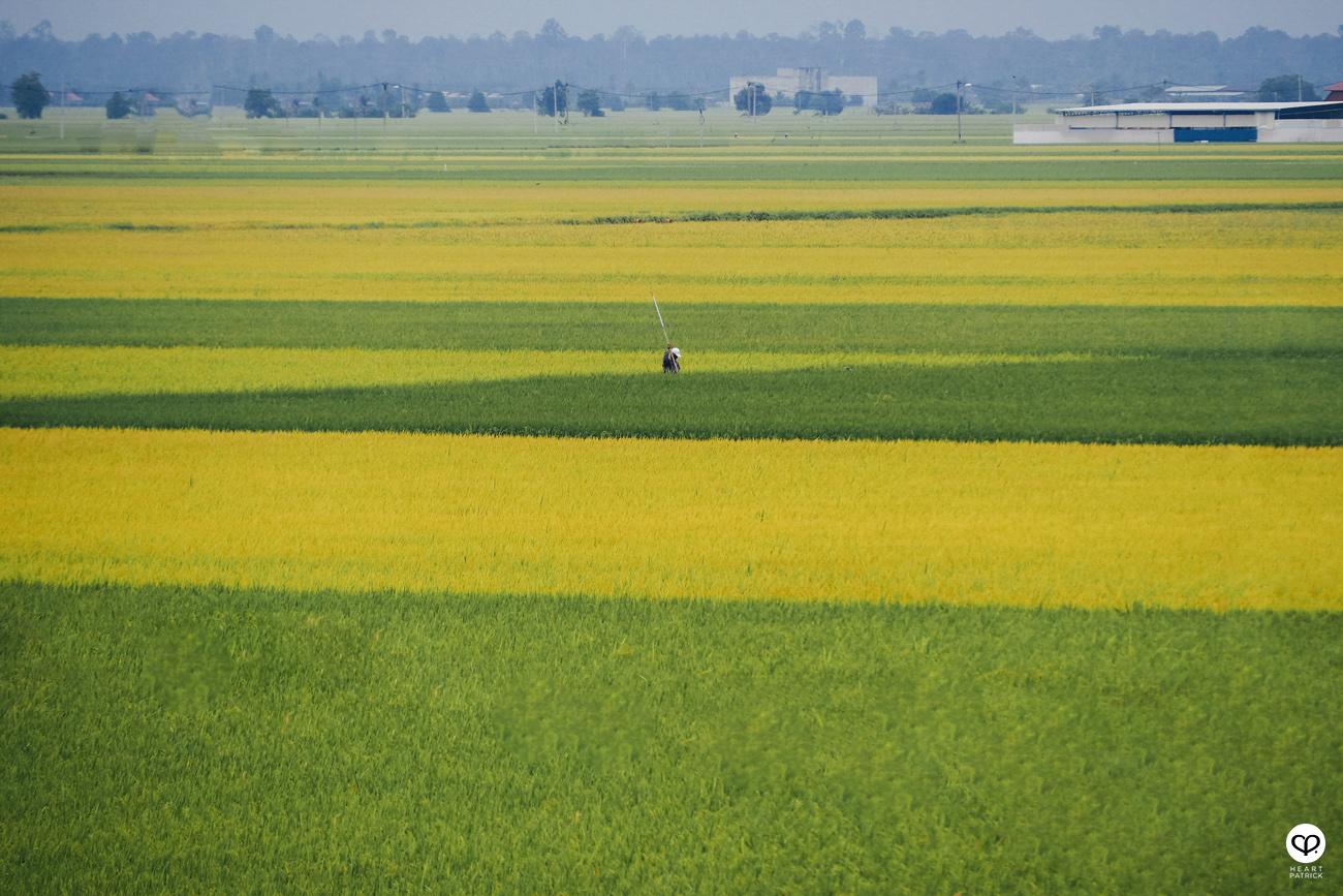 heartpatrick sekinchan urban heritage selangor paddy field golden harvest