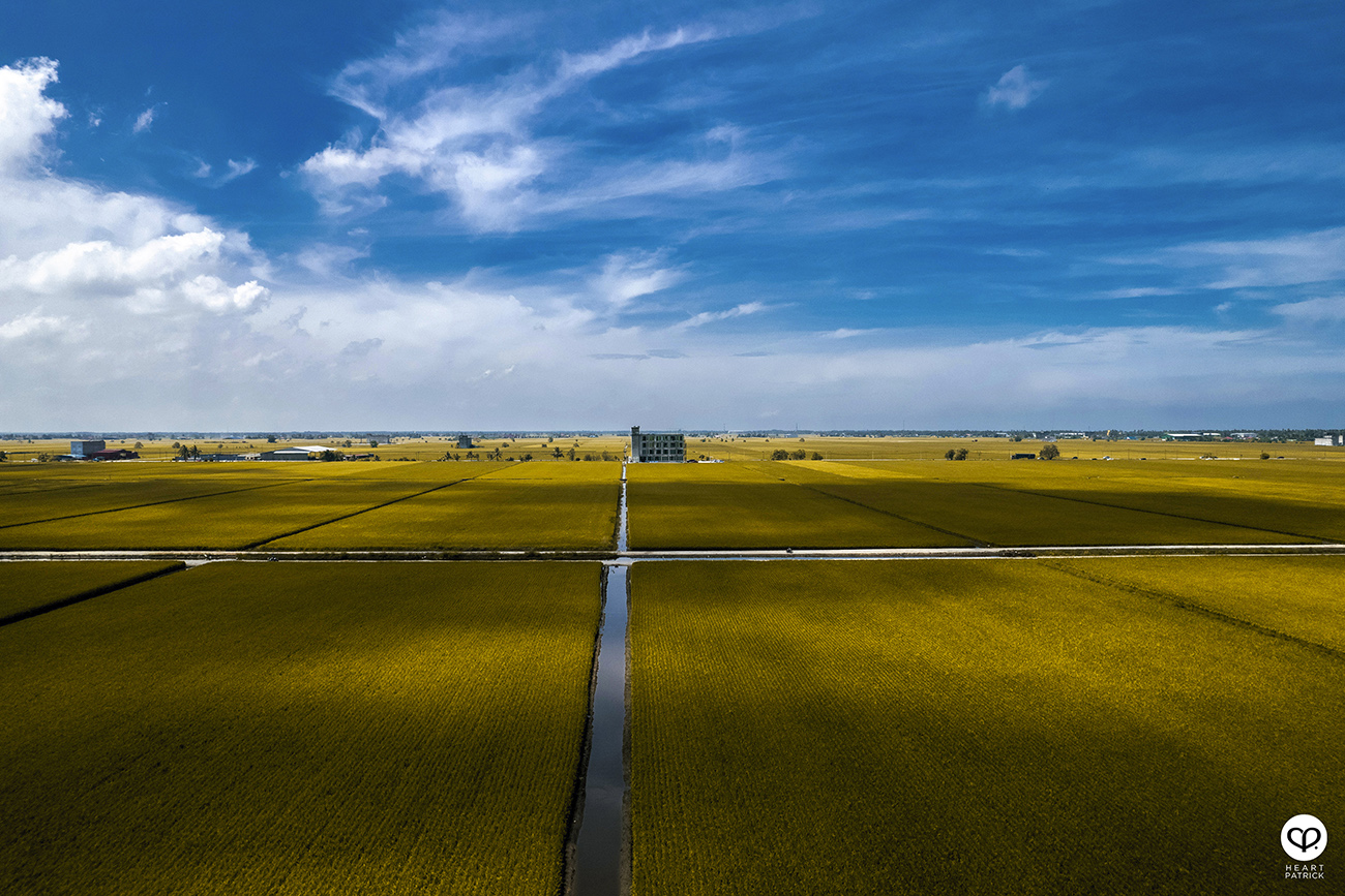 heartpatrick malaysia heritage sekinchan golden paddy fields selangor