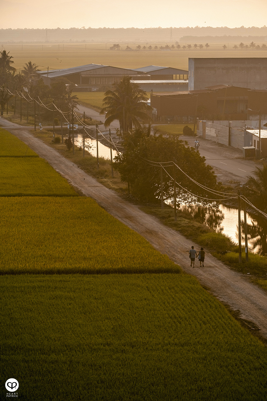 heartpatrick malaysia heritage sekinchan golden paddy fields selangor
