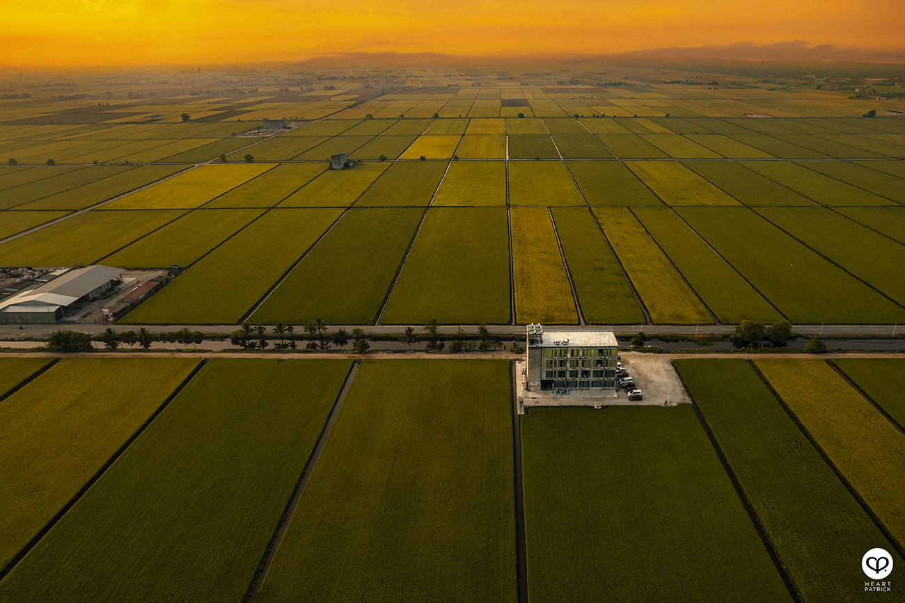 heartpatrick malaysia heritage sekinchan golden paddy fields selangor