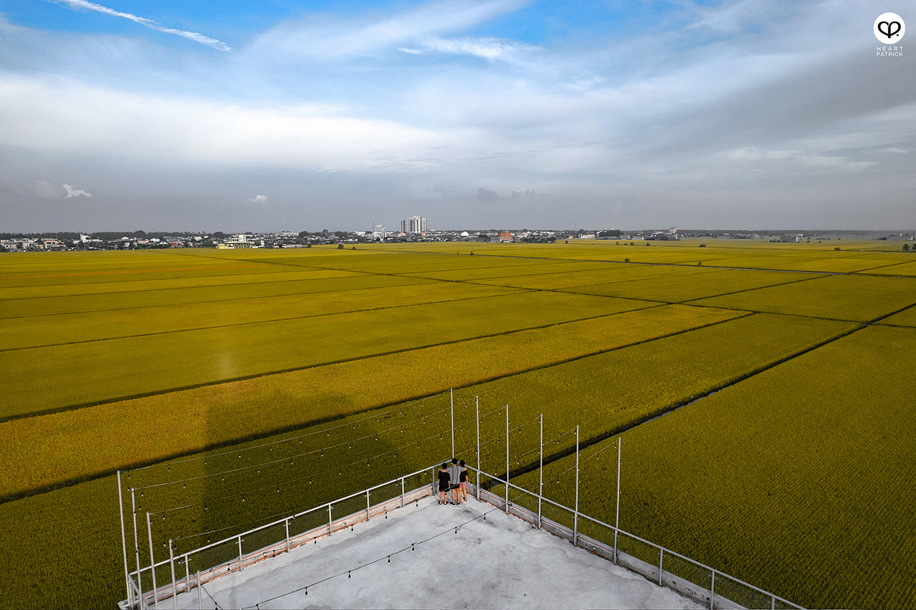 heartpatrick malaysia heritage sekinchan golden paddy fields selangor
