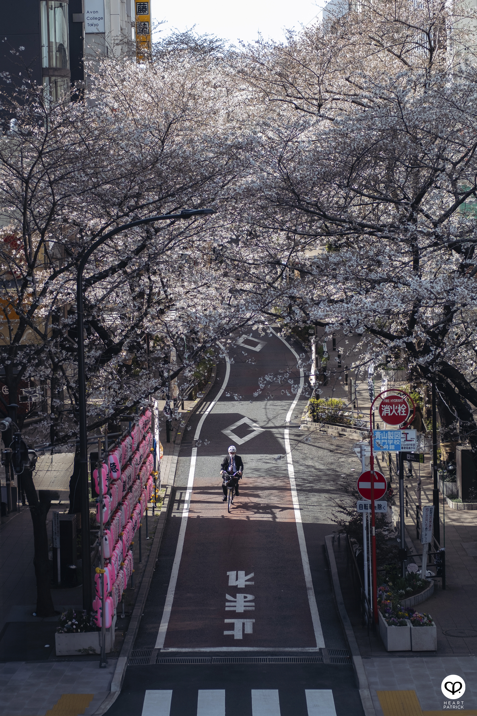 heartpatrick travel sakura hanami spring shibuya tokyo japan street photography