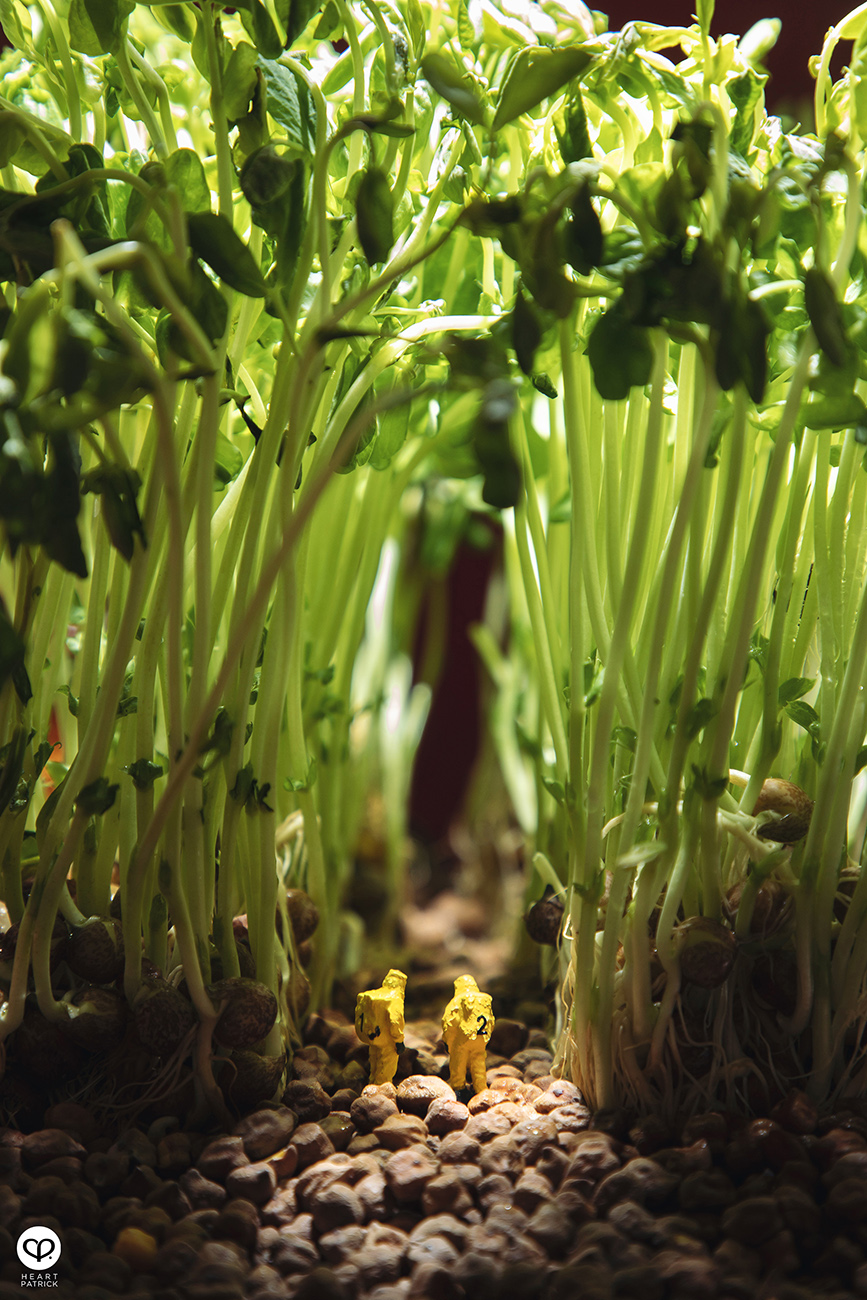 heartpatrick product photography malaysia miniature sprout toumyou outbreak