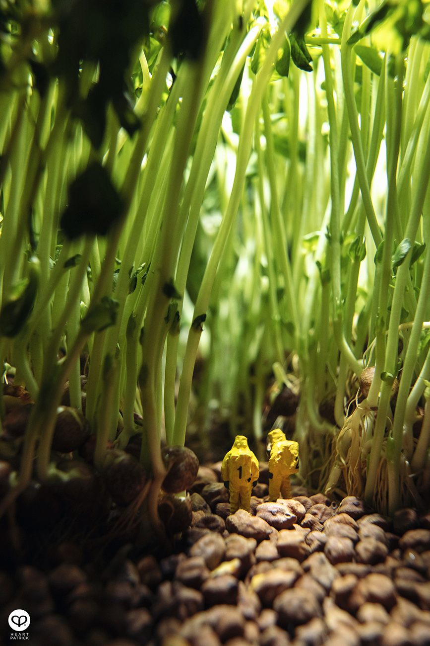 heartpatrick product photography malaysia miniature sprout toumyou outbreak