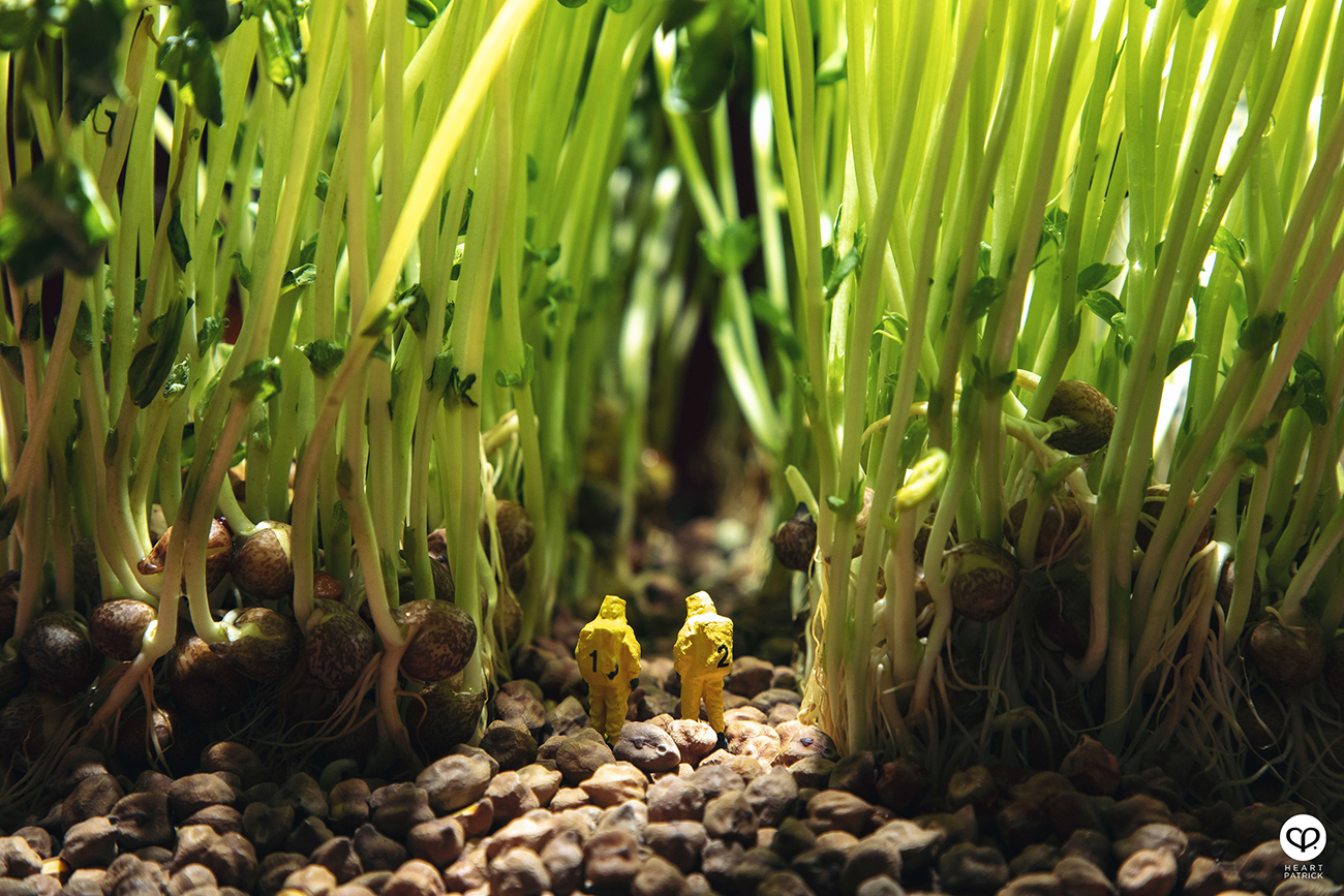 heartpatrick product photography malaysia miniature sprout toumyou outbreak