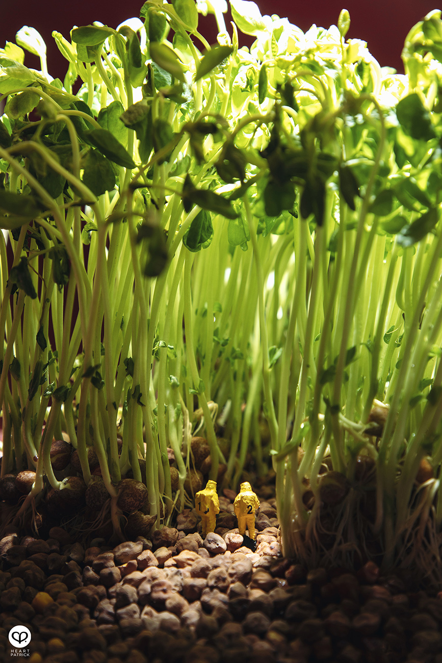 heartpatrick product photography malaysia miniature sprout toumyou outbreak