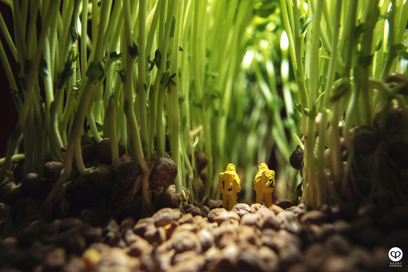 heartpatrick product photography malaysia miniature sprout toumyou outbreak