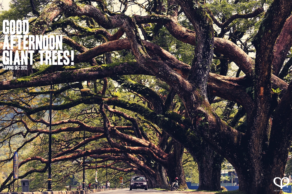 taiping lake garden big rainforest trees