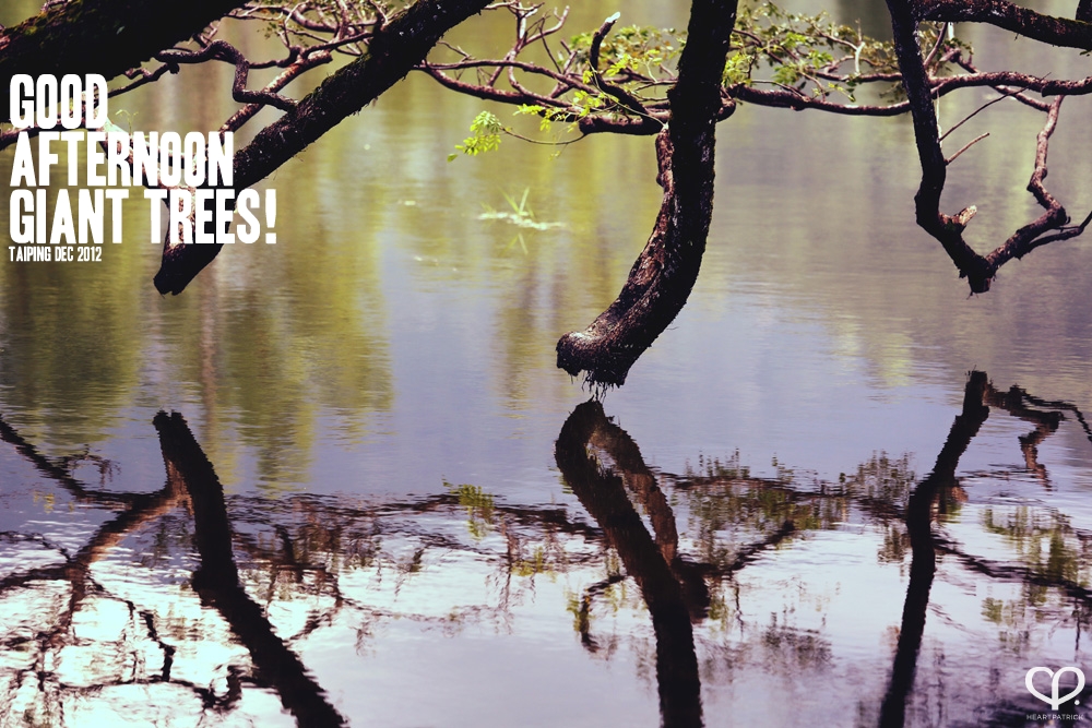 taiping lake garden big rainforest trees