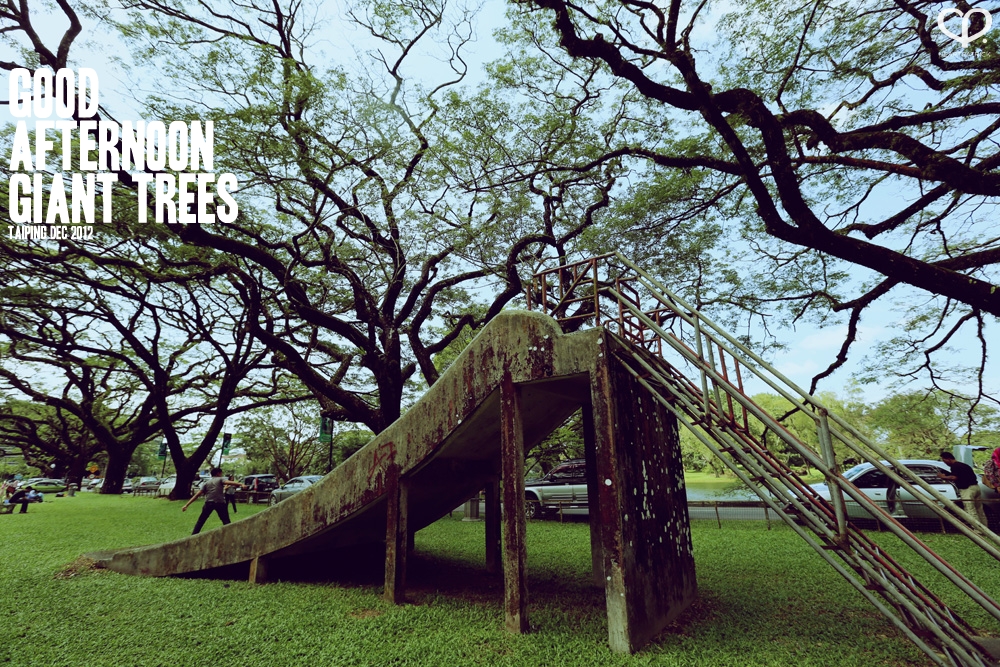 taiping lake garden big rainforest trees