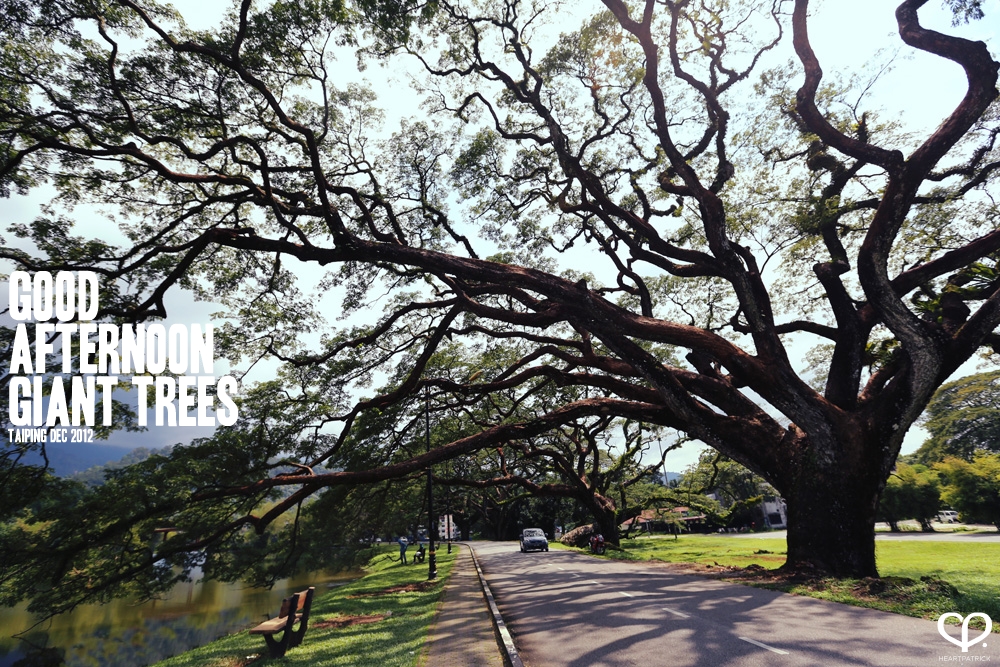 taiping lake garden big rainforest trees