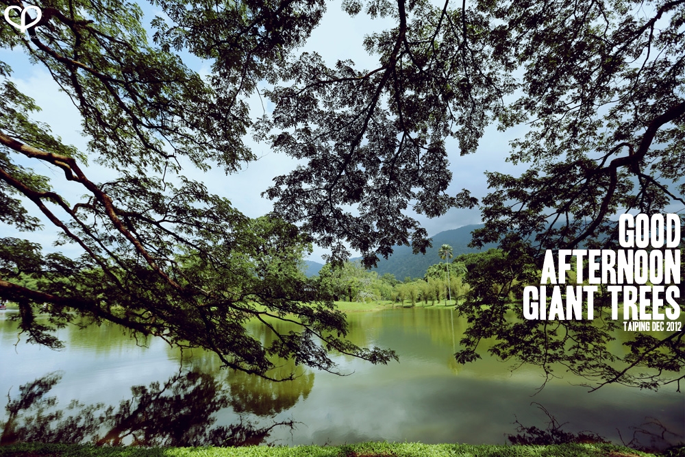 taiping lake garden big rainforest trees
