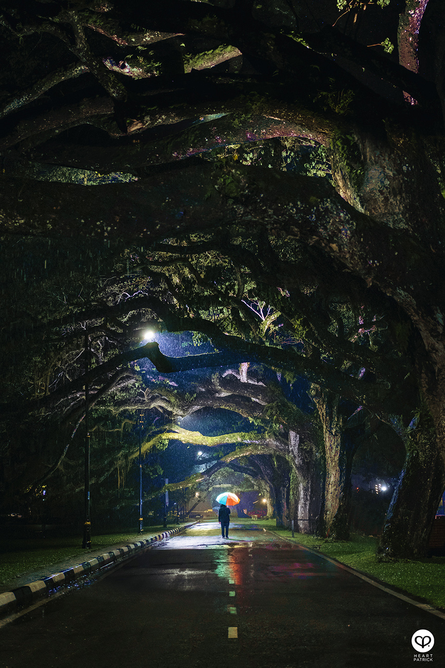 heartpatrick urban exploring taiping lake gardens perak malaysia