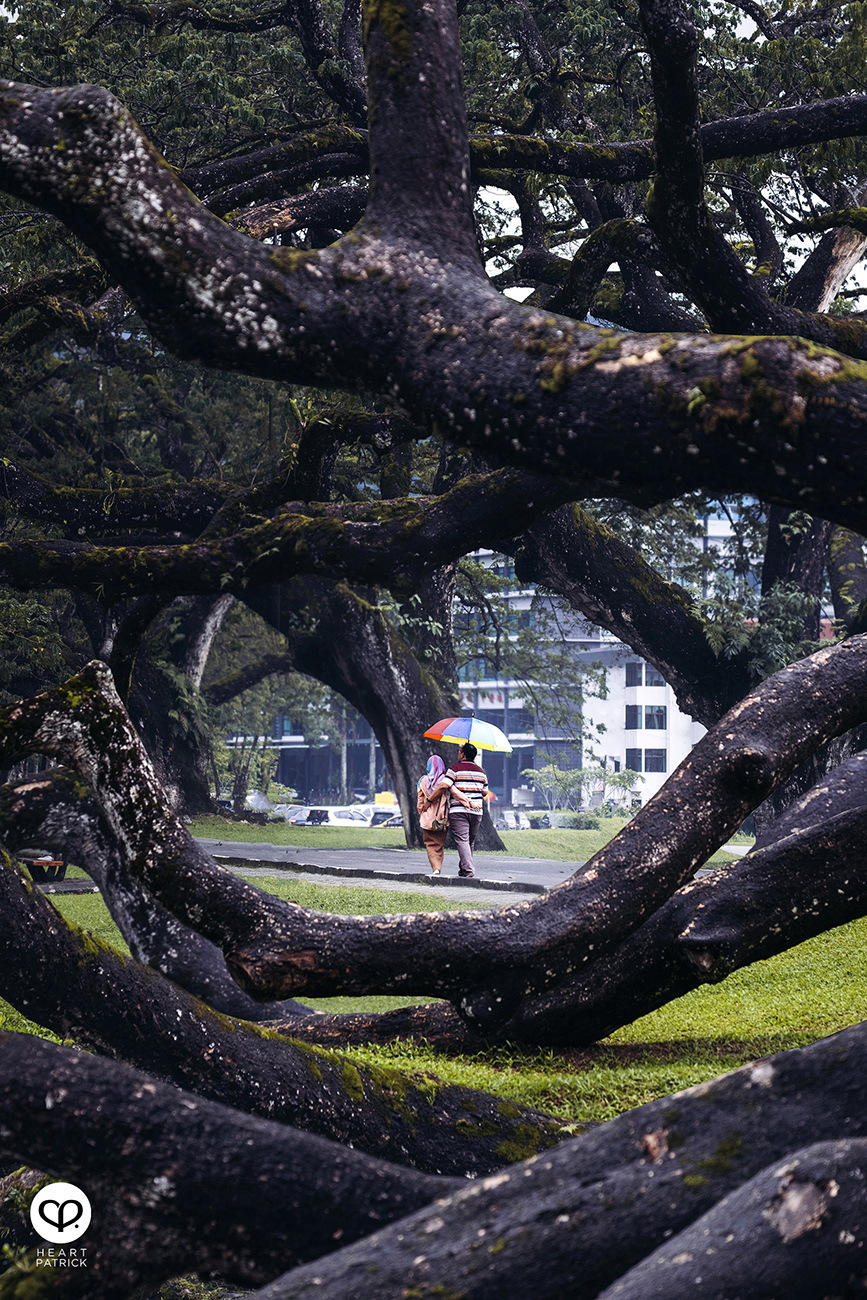 heartpatrick urban exploring taiping lake gardens perak malaysia