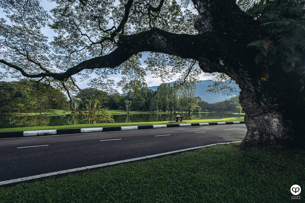heartpatrick urban exploring taiping lake gardens perak malaysia