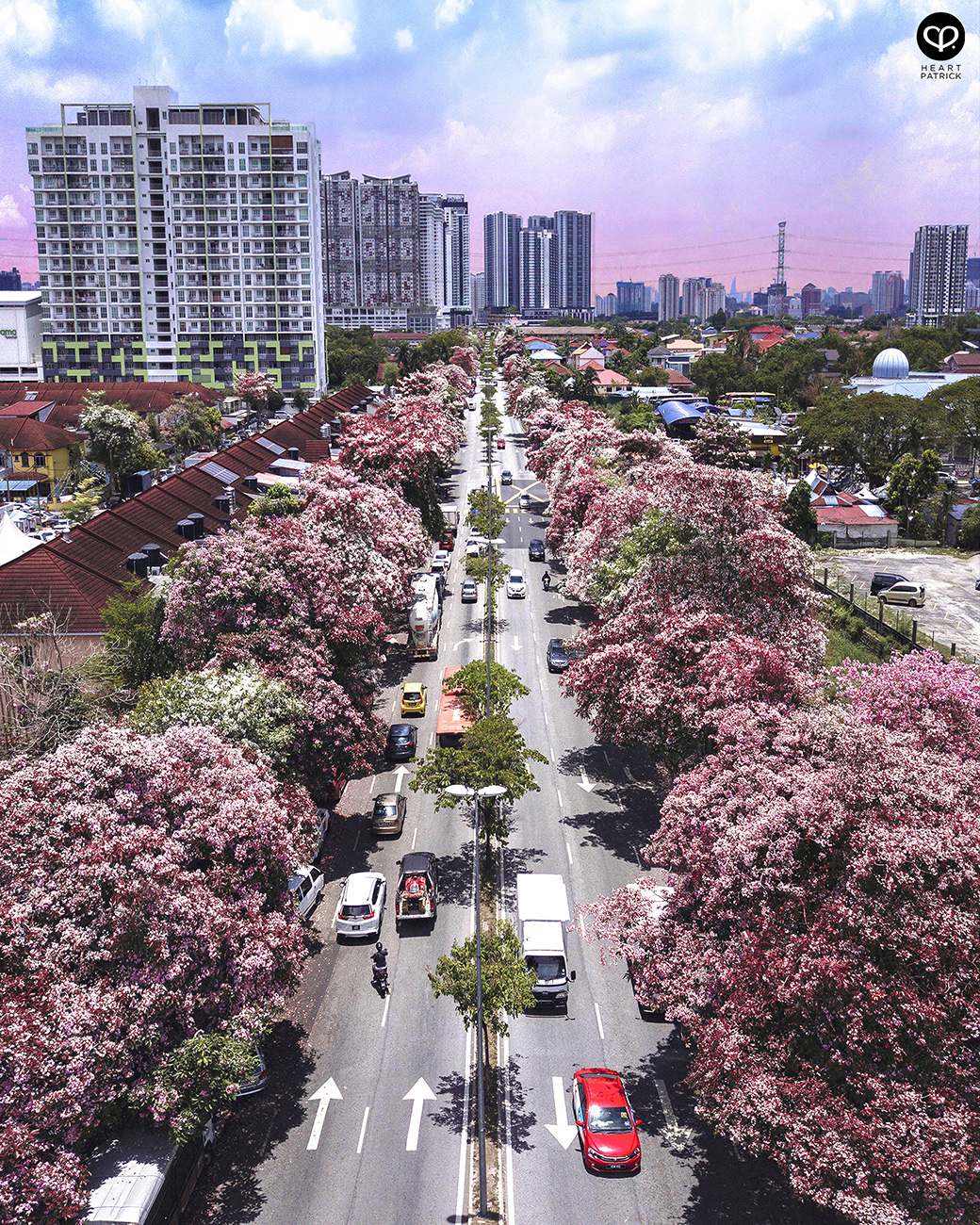 heartpatrick urban exploring tecoma malaysian sakura full bloom kuala lumpur