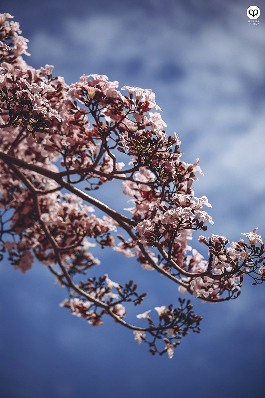 heartpatrick urban exploring tecoma malaysian sakura full bloom kuala lumpur