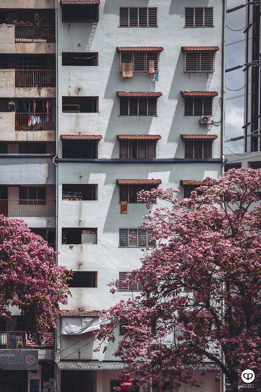 heartpatrick urban exploring tecoma malaysian sakura full bloom kuala lumpur