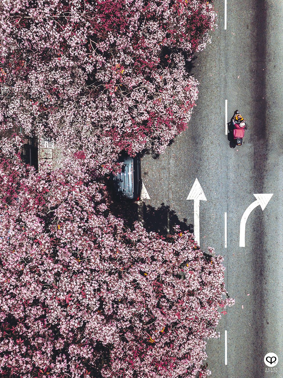 heartpatrick urban exploring tecoma malaysian sakura full bloom kuala lumpur