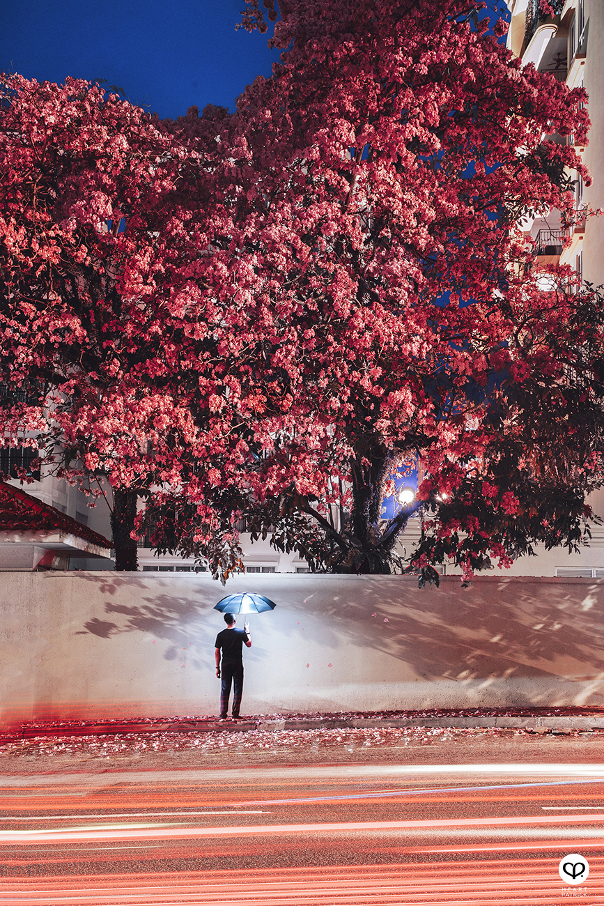 heartpatrick urban exploring tecoma malaysian sakura full bloom kuala lumpur