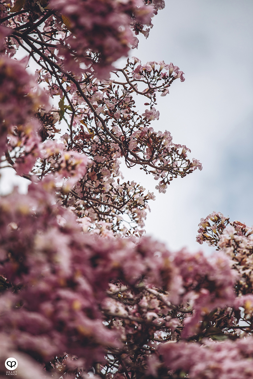 heartpatrick urban exploring tecoma malaysian sakura full bloom kuala lumpur