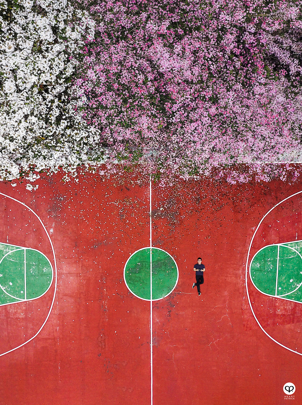 heartpatrick urban exploring tecoma malaysian sakura full bloom kuala lumpur