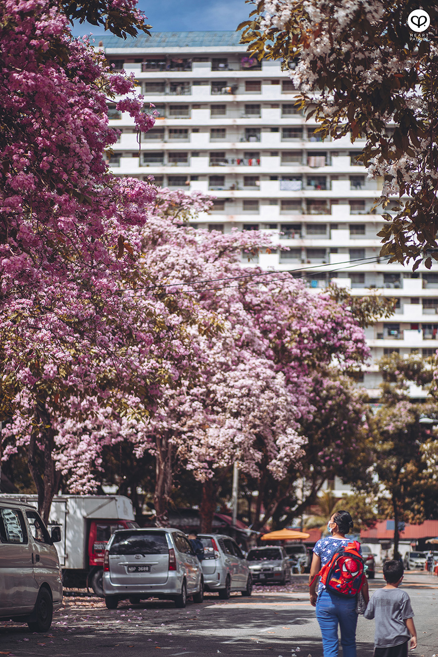 heartpatrick urban exploring tecoma malaysian sakura full bloom kuala lumpur