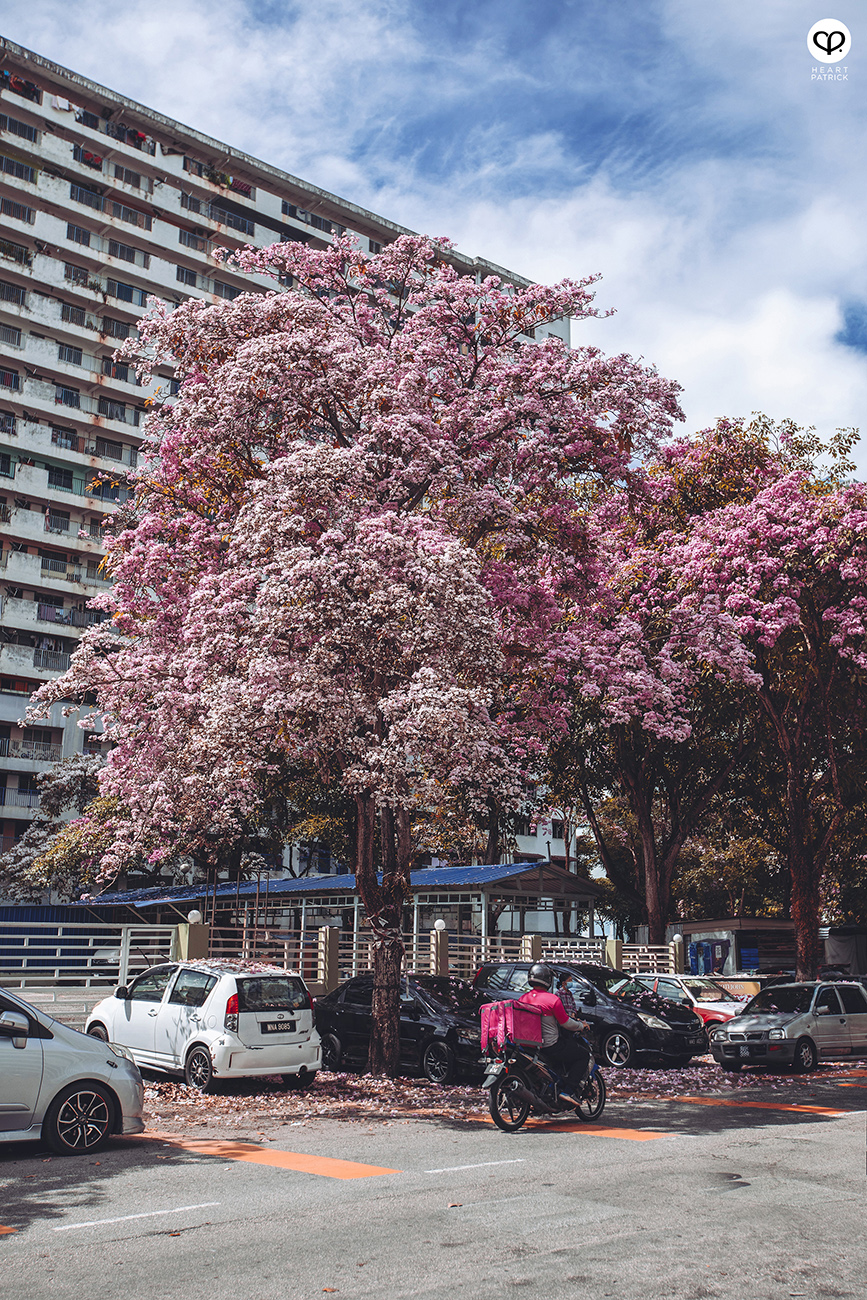 heartpatrick urban exploring tecoma malaysian sakura full bloom kuala lumpur