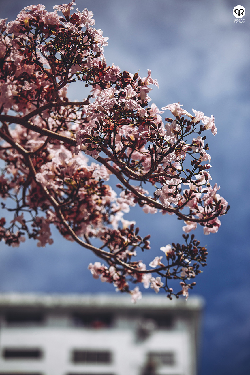 heartpatrick urban exploring tecoma malaysian sakura full bloom kuala lumpur