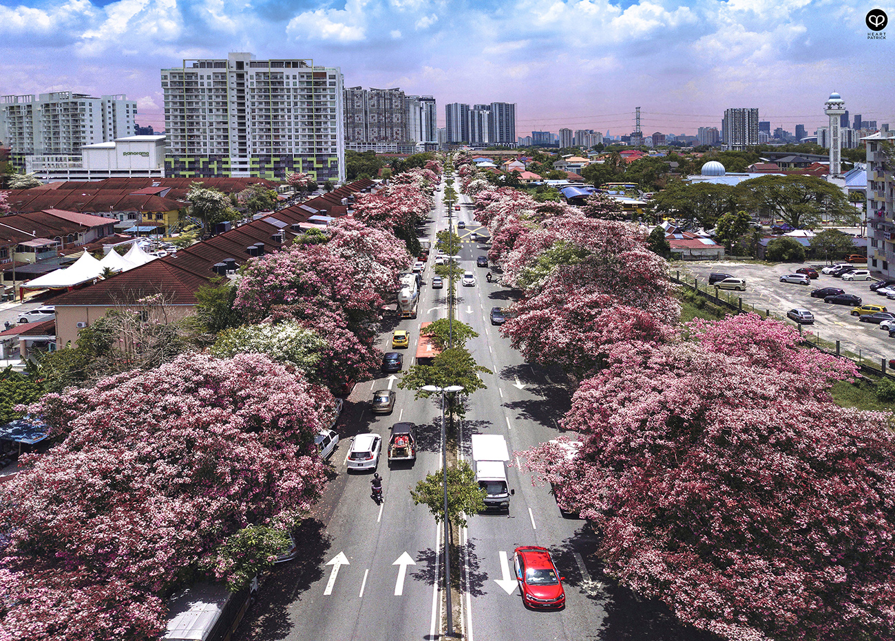 heartpatrick urban exploring tecoma malaysian sakura full bloom kuala lumpur