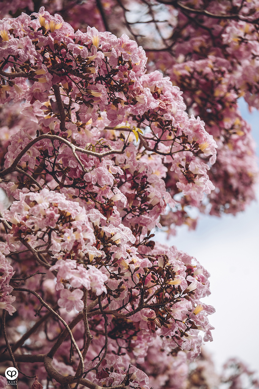 heartpatrick urban exploring tecoma malaysian sakura full bloom kuala lumpur