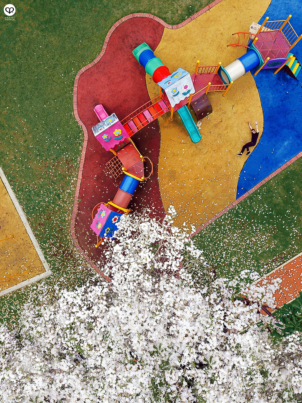 heartpatrick urban exploring tecoma malaysian sakura full bloom kuala lumpur