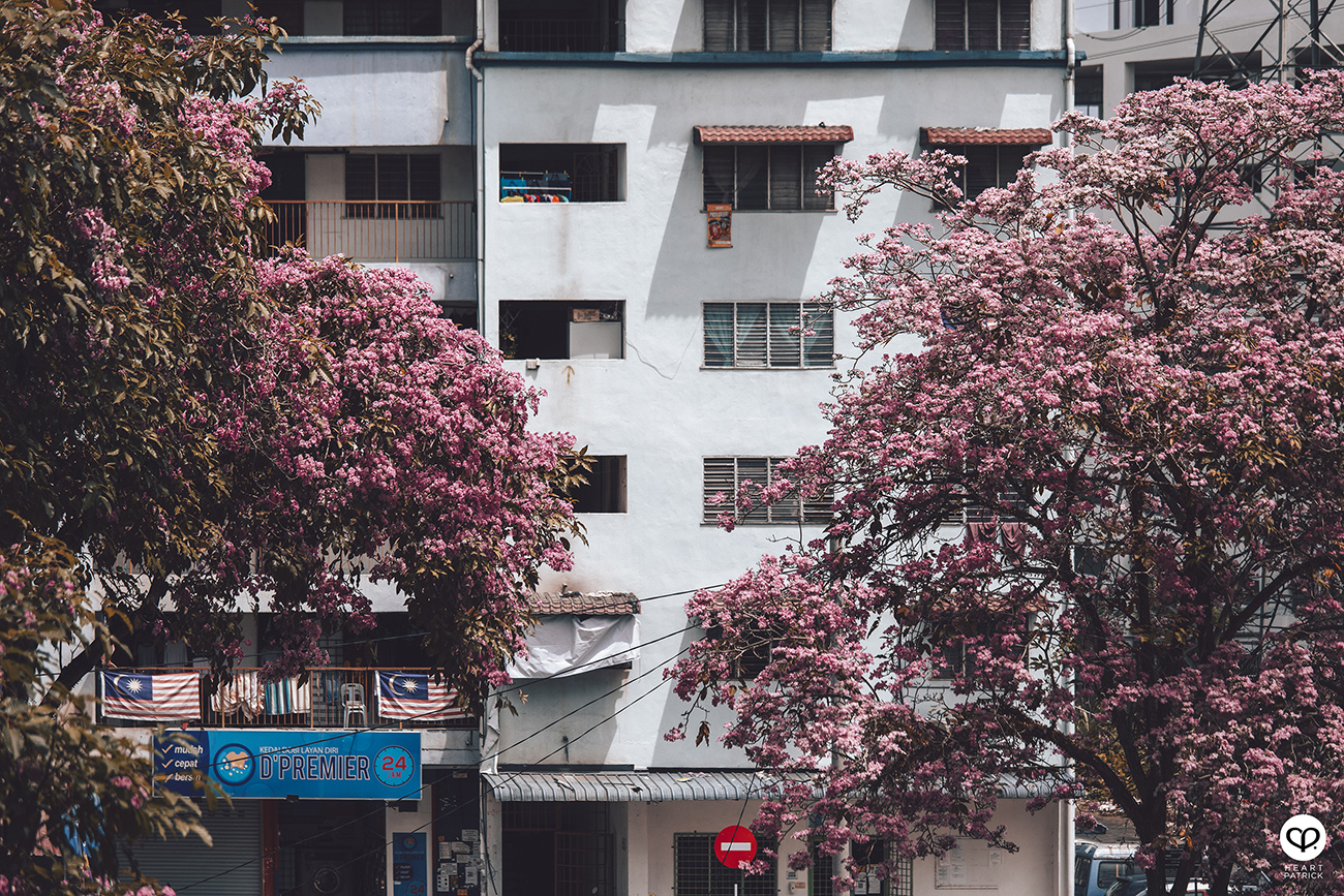 heartpatrick urban exploring tecoma malaysian sakura full bloom kuala lumpur