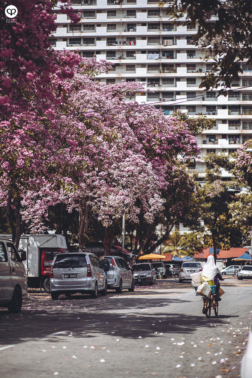 heartpatrick urban exploring tecoma malaysian sakura full bloom kuala lumpur