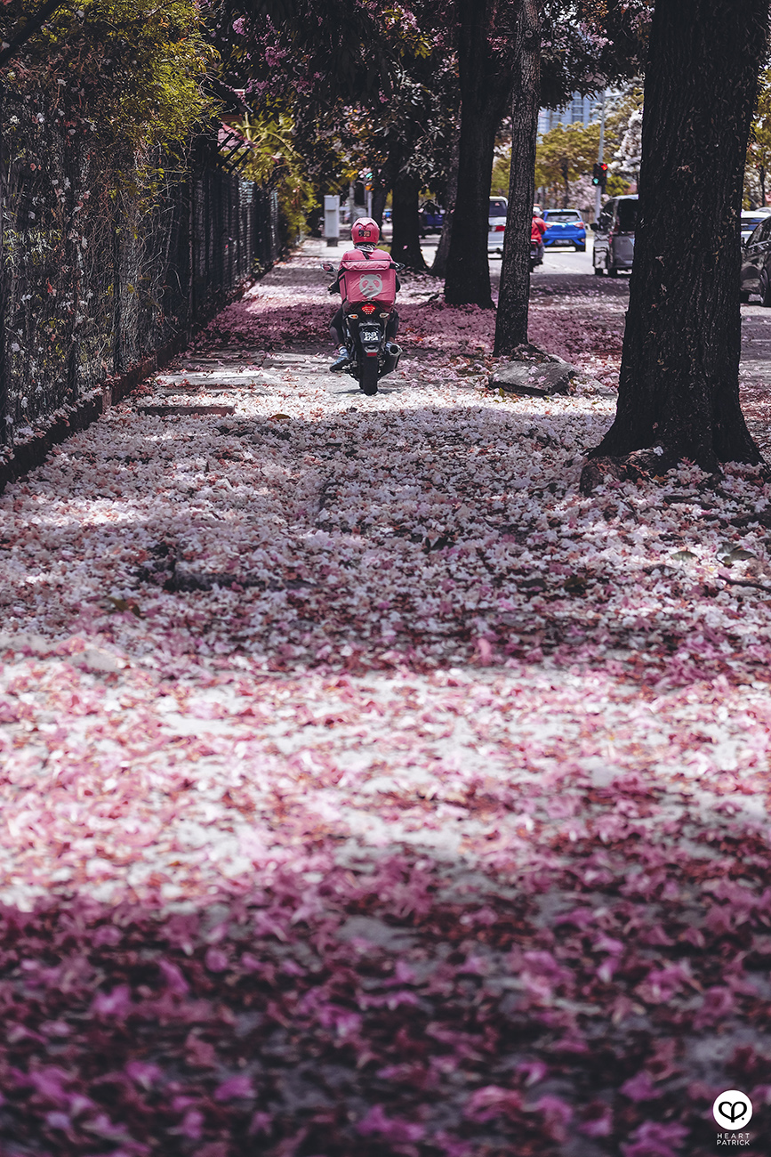 heartpatrick urban exploring tecoma malaysian sakura full bloom kuala lumpur