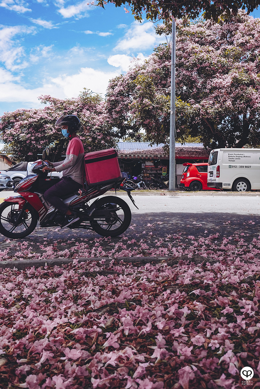 heartpatrick urban exploring tecoma malaysian sakura full bloom kuala lumpur