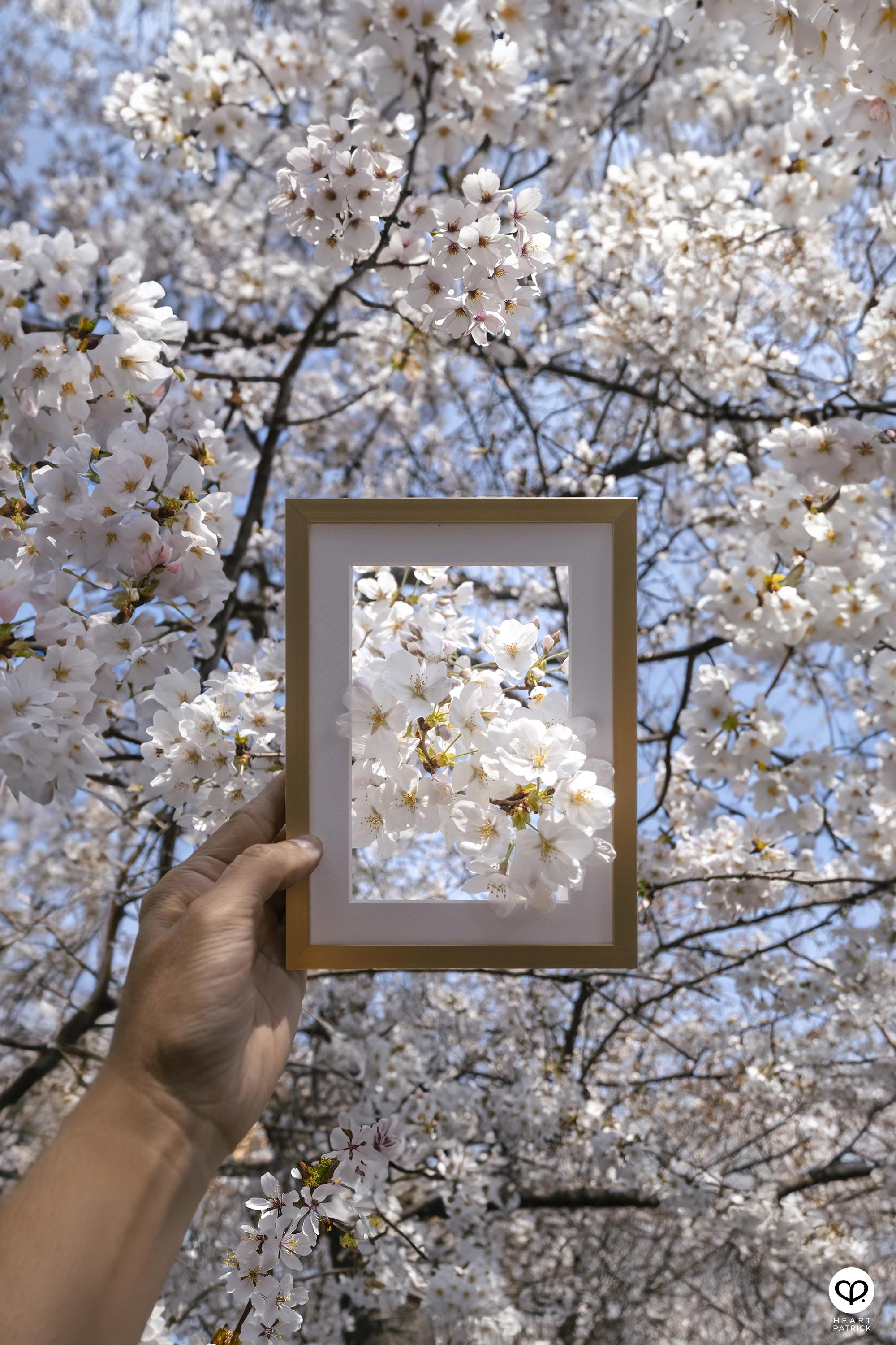 heartpatrick travel creative photography spring photo frame tokyo japan